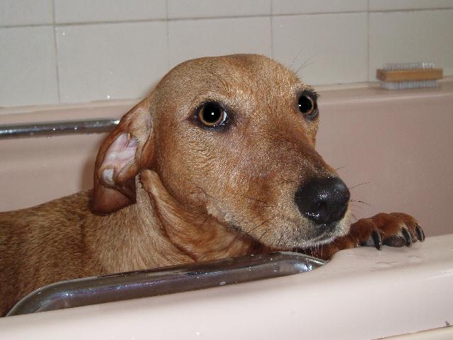 Louiebath.jpg